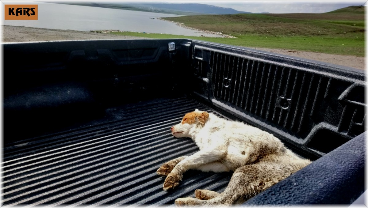 Kars'ta yaralı köpek tedavi altına alındı