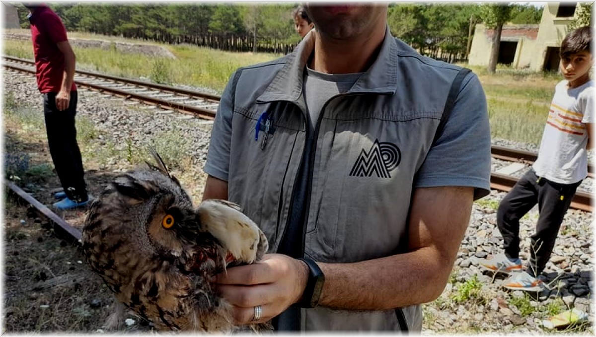 Kars'ta yaralı Kulaklı Baykuş tedavi altına alındı