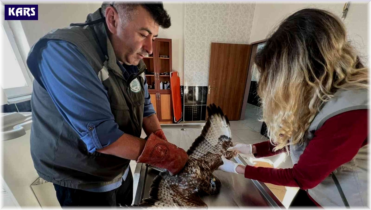 Kars'ta yaralı şahin tedavi altına alındı