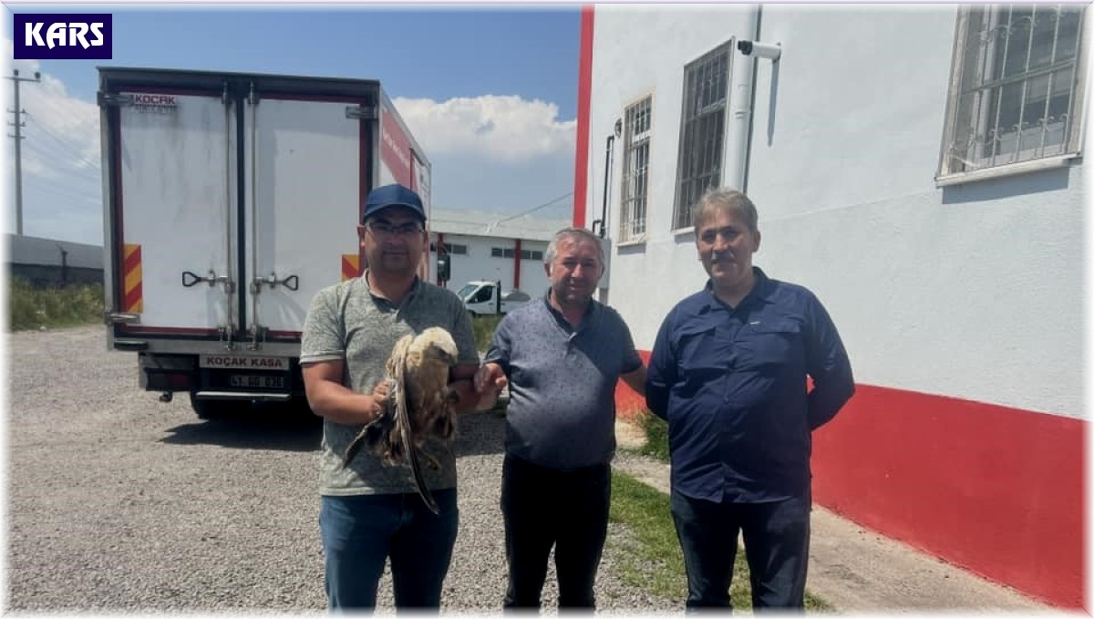 Kars'ta yaralı şahin tedavi aylına alındı