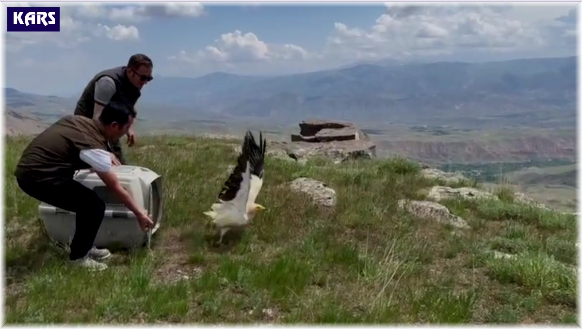 Kars'ta yavru akbaba doğaya bırakıldı