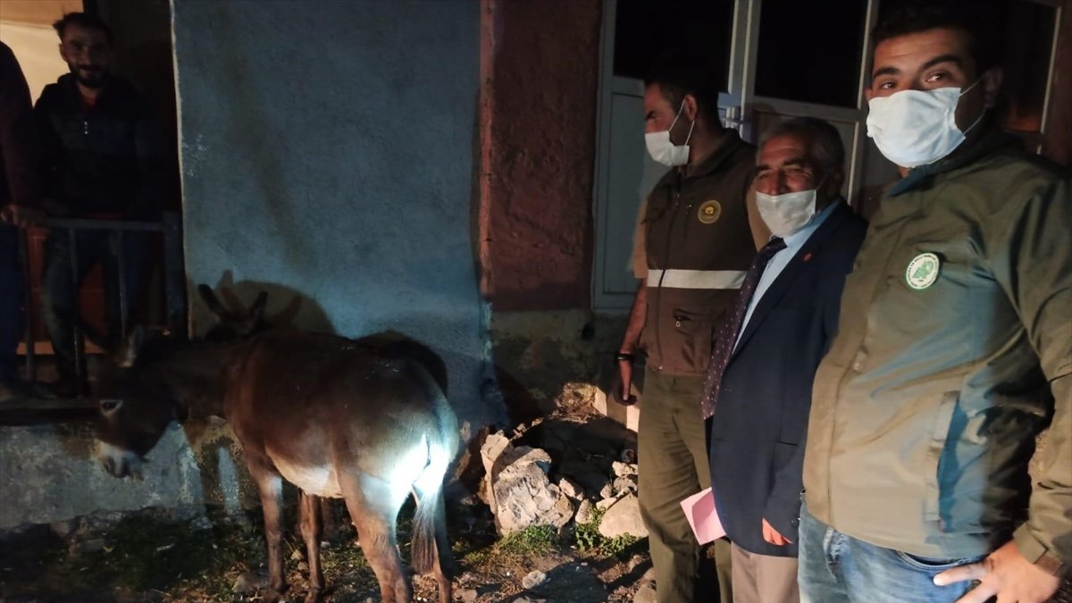 Kars'ta yavru eşeğe eziyet ettikleri ileri sürülen iki kişiye para cezası kesildi