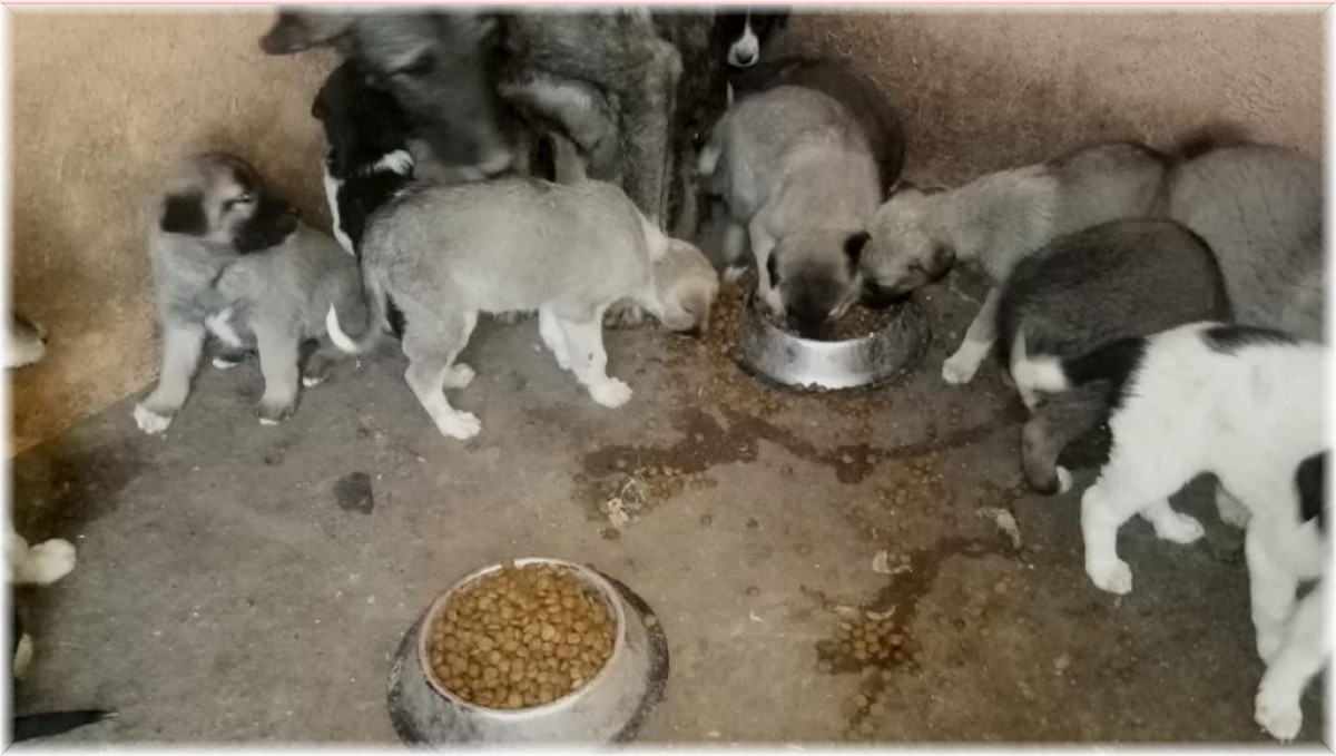 Kars'ta yavru köpekler emin ellerde