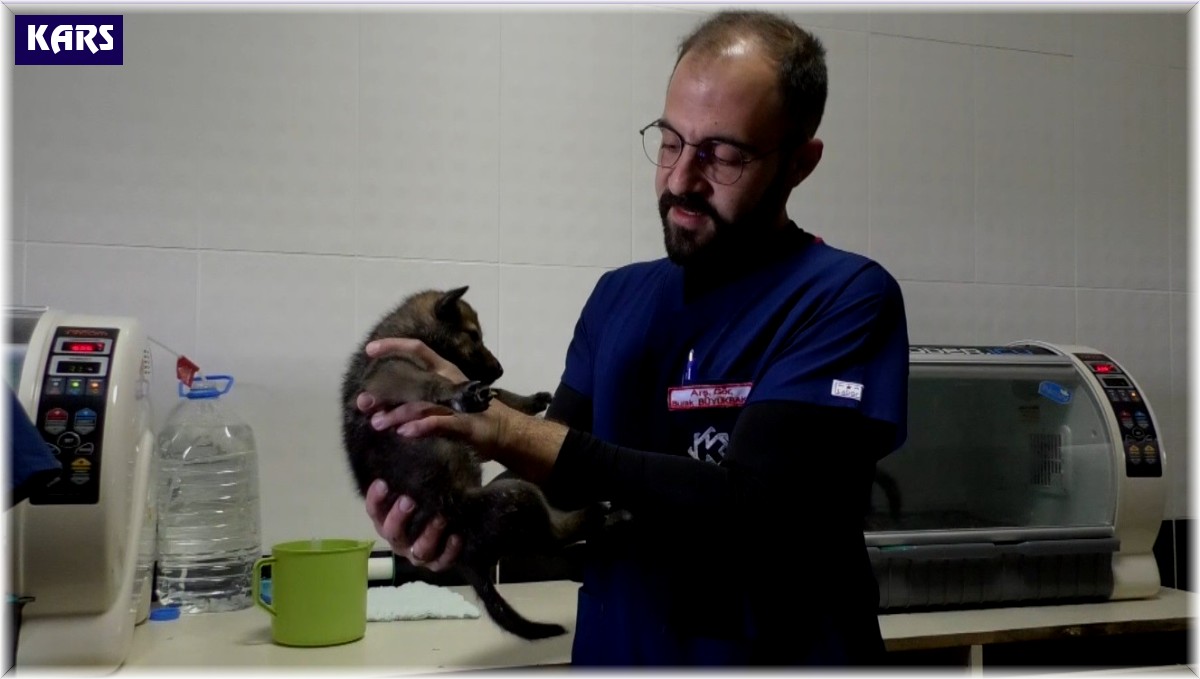 Kars'ta yavru kurtlar biberonla besleniyor