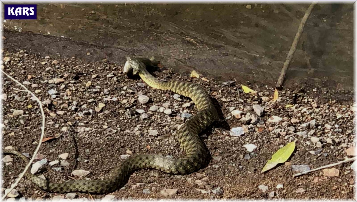 Kars'ta yılanın balık avı kamerada