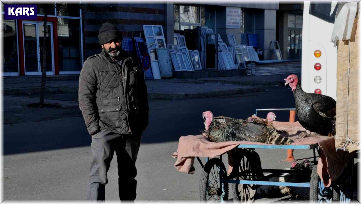 Kars'ta yılbaşı hindileri el yakıyor