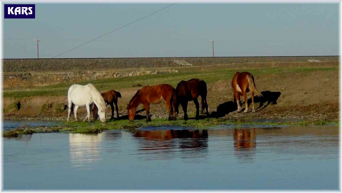 Kars'ta yılkı atları doğal ortamında görüntülendi