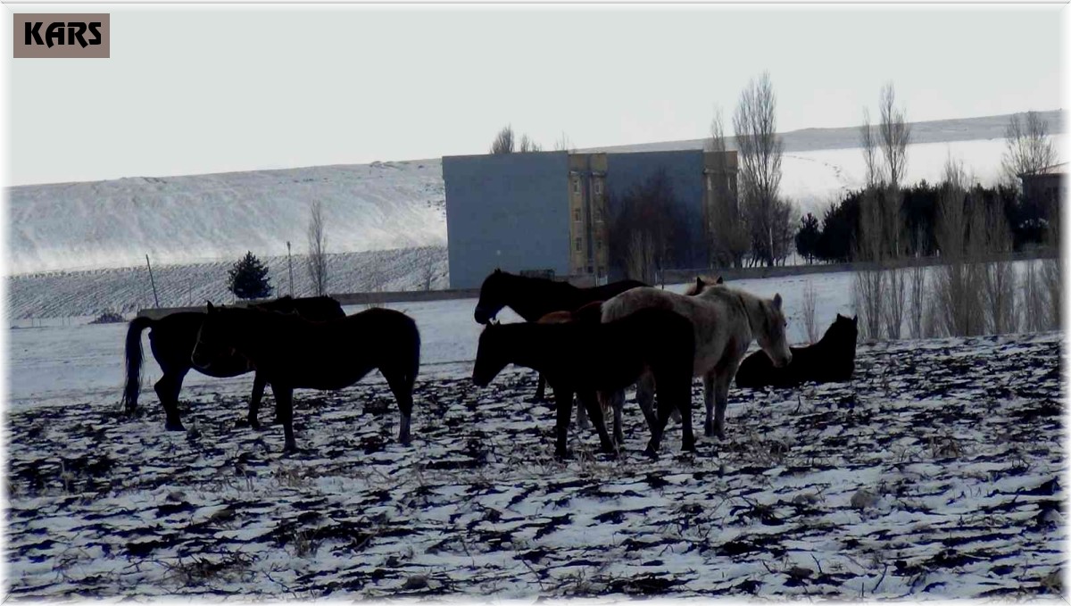 Kars'ta yılkı atları soğukla mücadele ediyor