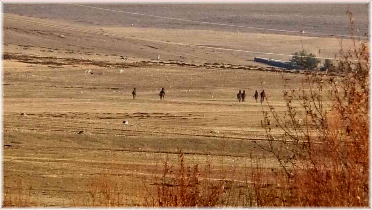 Kars'ta yılkı atlarının köpekleri kovalaması kameraya yansıdı