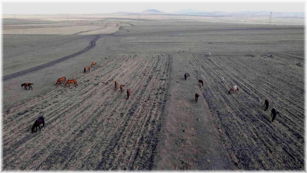 Kars'ta yılkı atlarının yem bulma mücadelesi