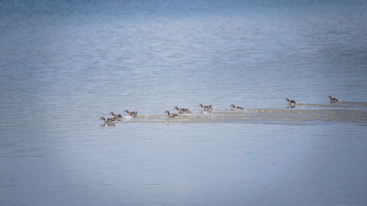 Kars'ta yıllar sonra suyla dolan Mışko Gölü sarı çiçeklere büründü