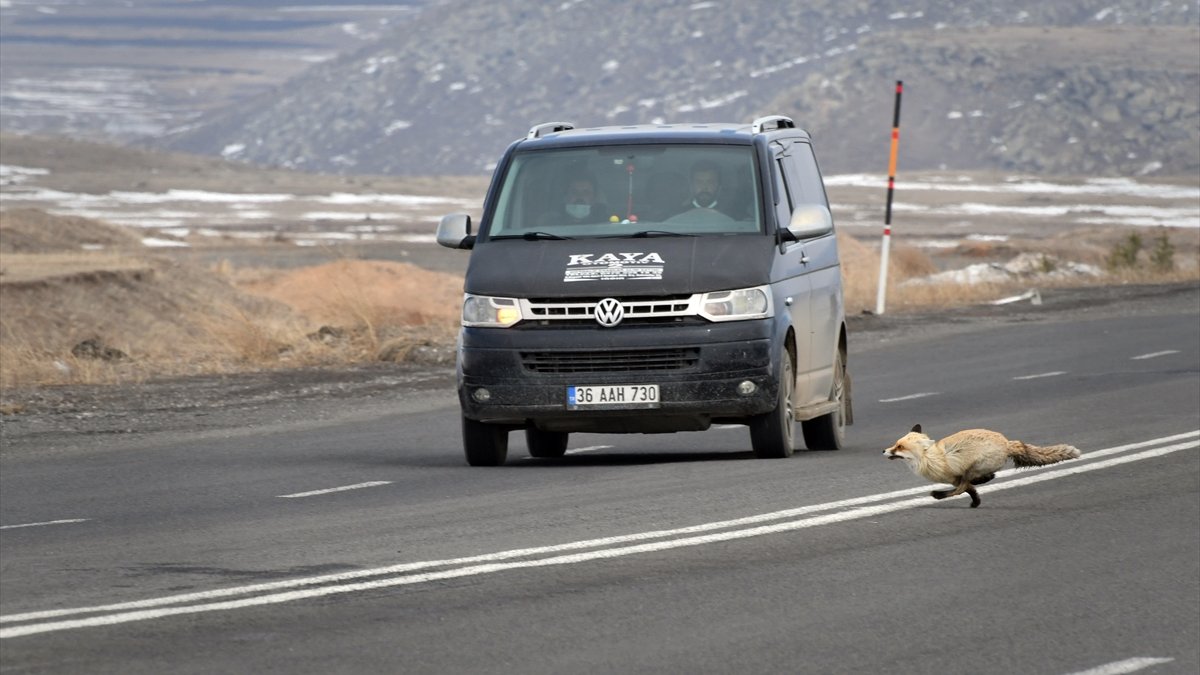 Kars'ta yiyecek arayan tilkiler karayoluna iniyor
