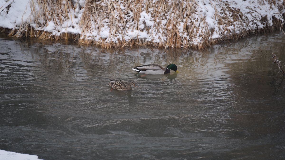 Kars'ta yiyecek bulmakta güçlük çeken su samurları donmayan sularda boy gösteriyor