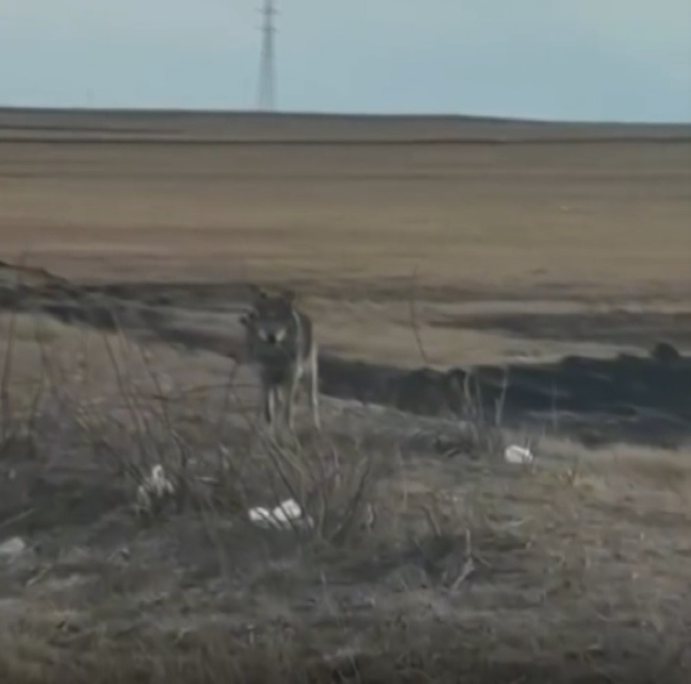 Kars'ta yol kenarına inen kurt kamerada