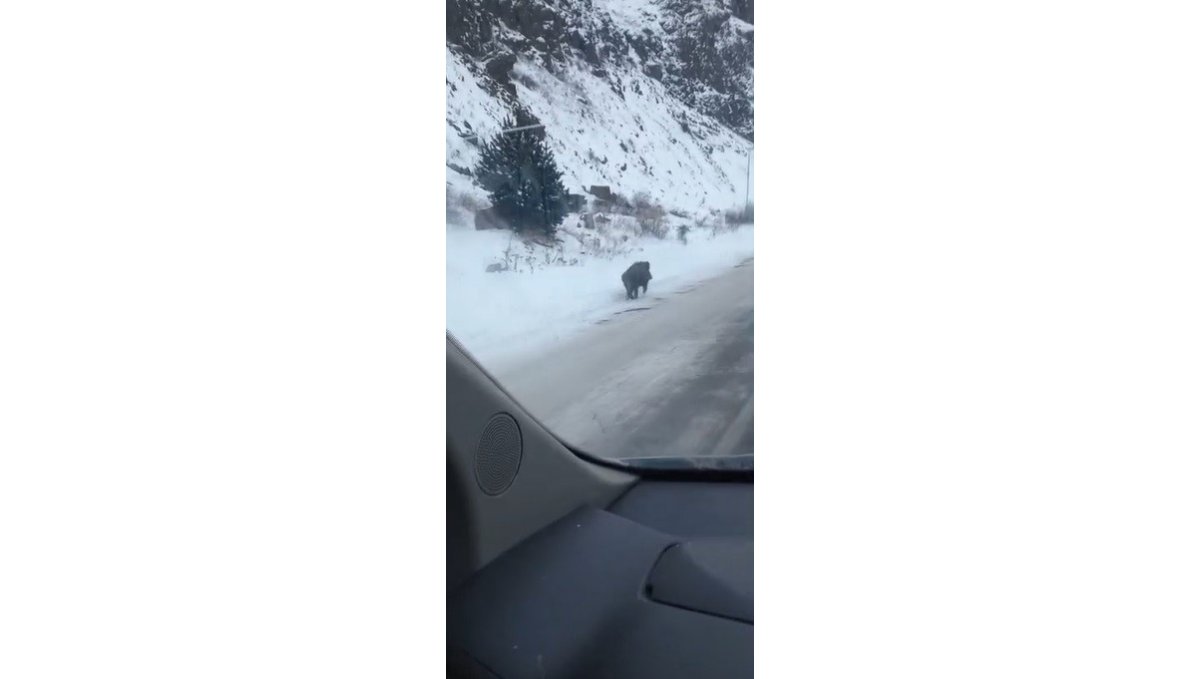Kars'ta yol kenarında ilerleyen domuz cep telefonuyla kaydedildi