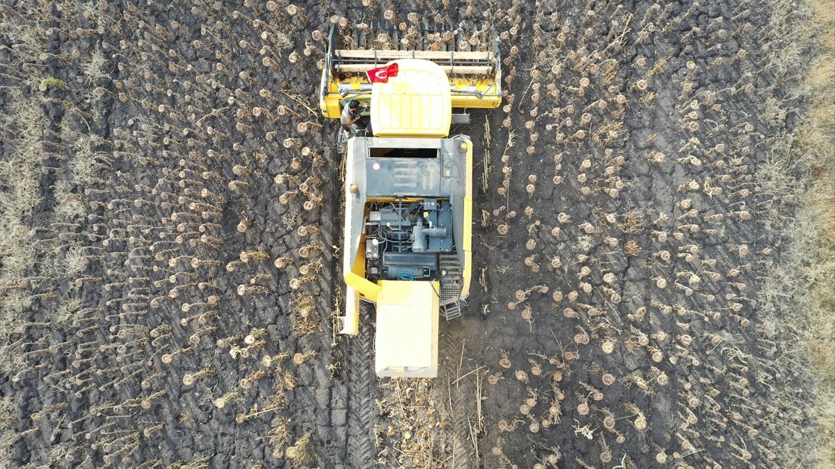 Kars'ta yüksek rakıma ekilen yağlık ayçiçeğinde hasat dönemi
