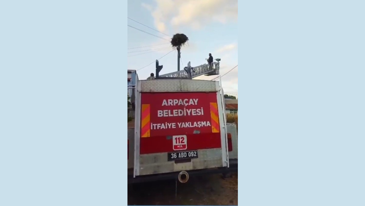 Kars'ta yuvadan düşen yavru leylek, yeniden yuvasına konuldu