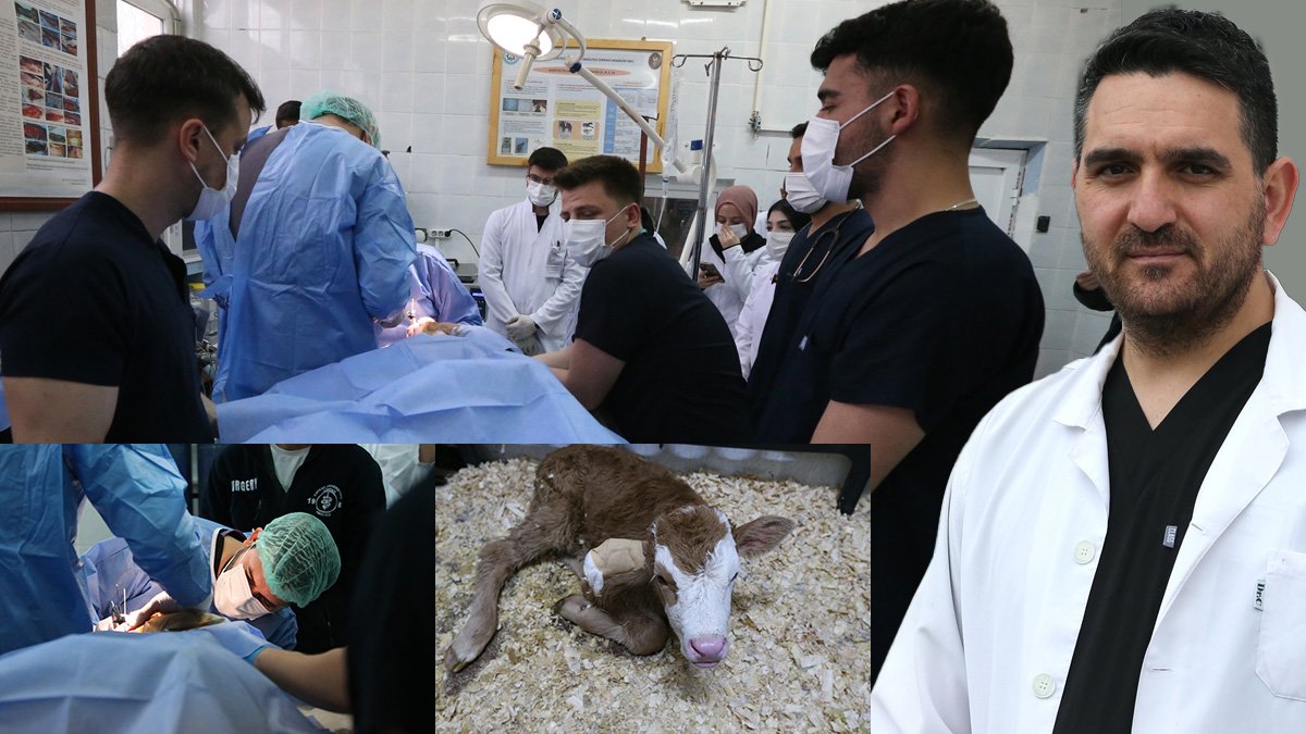 Kars'taki üniversite hastanesinde kedi, köpek ve yaban hayvanları tedavi ediliyor: 3 ayda 2 bin 100 müdahale