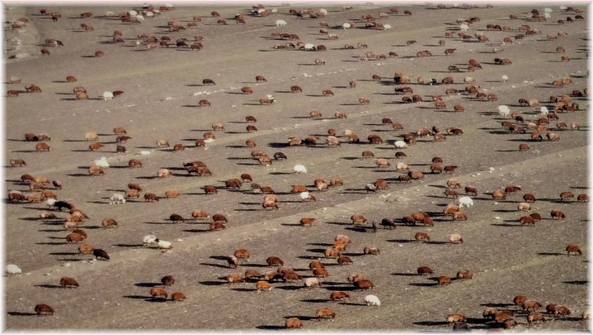 Kars'tan Iğdır'a göçerlerin zorlu yolculuğu sürüyor