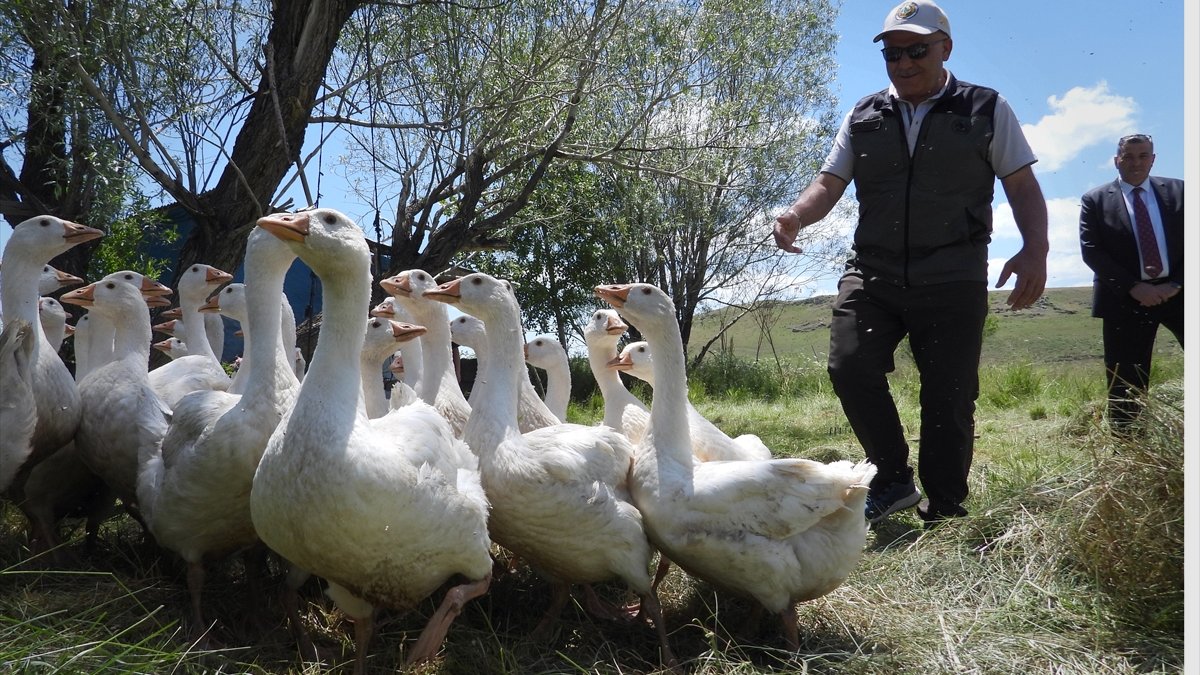 Kars ve Ardahan'da orman köylüleri devlet desteğiyle kaz yetiştiriciliğine başladı, Orman köylüsünün yaşam standardı artırılıyor
