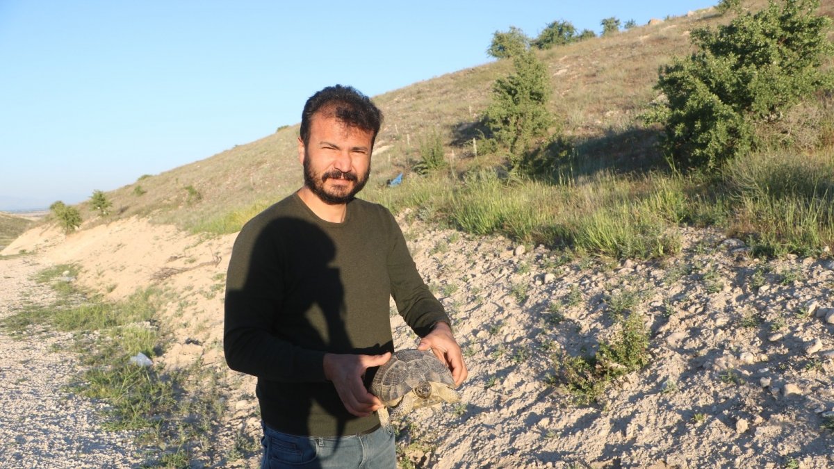 Karşıdan karşıya geçmek için yanlış yolu seçen kaplumbağaya şefkat eli