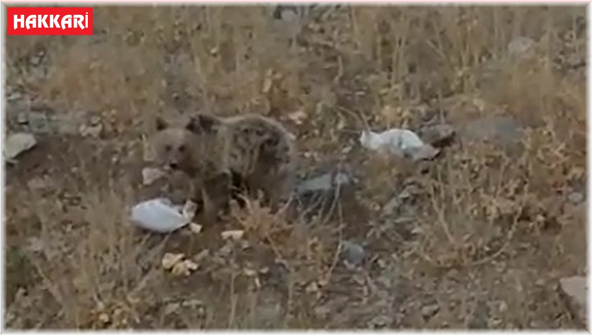 Karşılaştıkları ayıya yiyecek bıraktılar