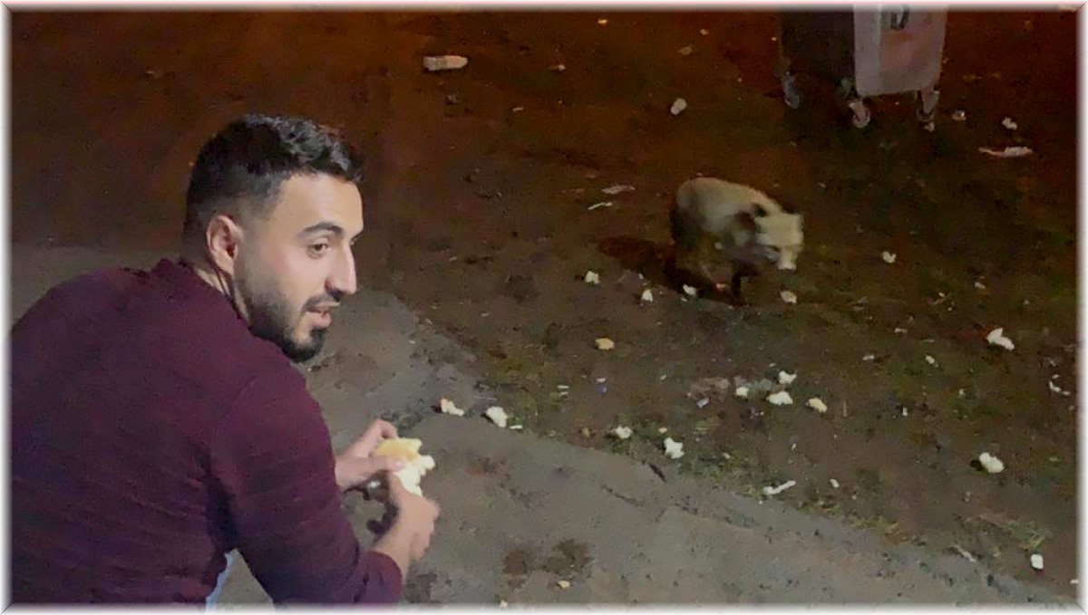 Karslı gençler adını Şükür koydukları tilkiyi elleriyle besliyor