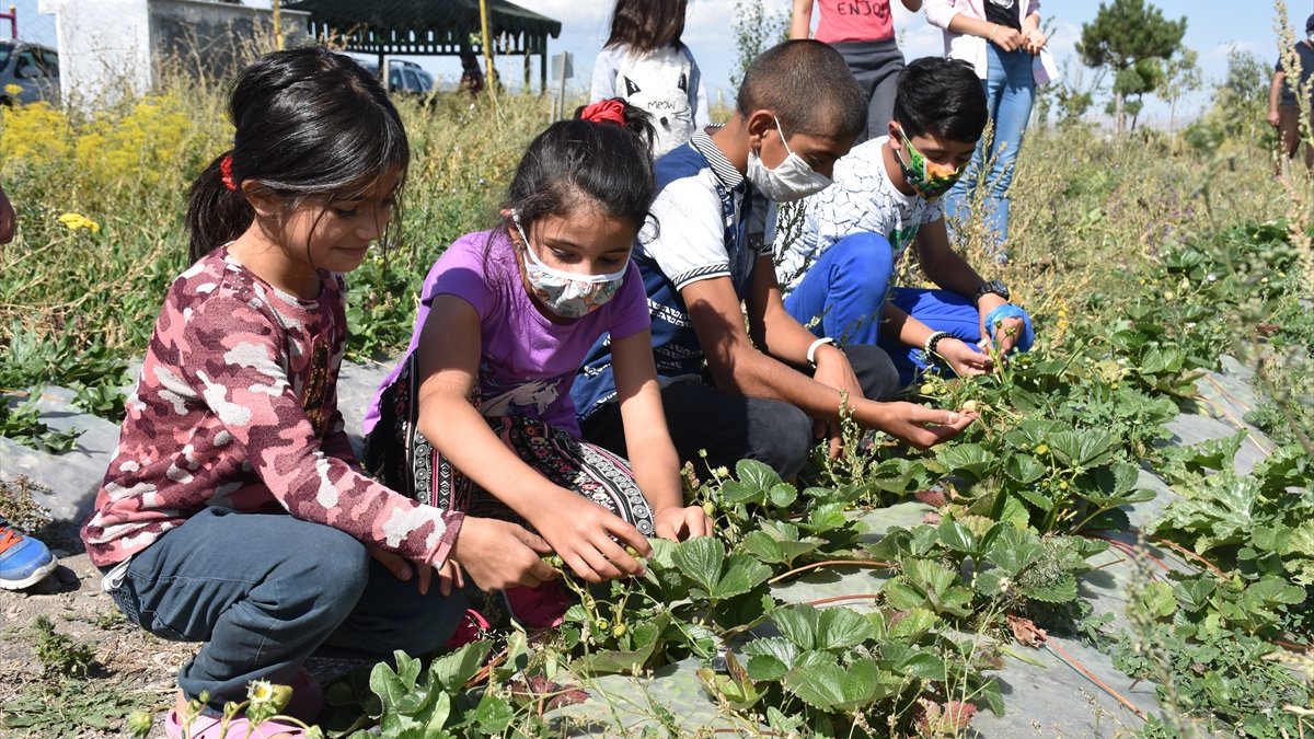 Karslı öğrenciler, okul bahçesindeki serada organik sebze ve meyve üretiyor