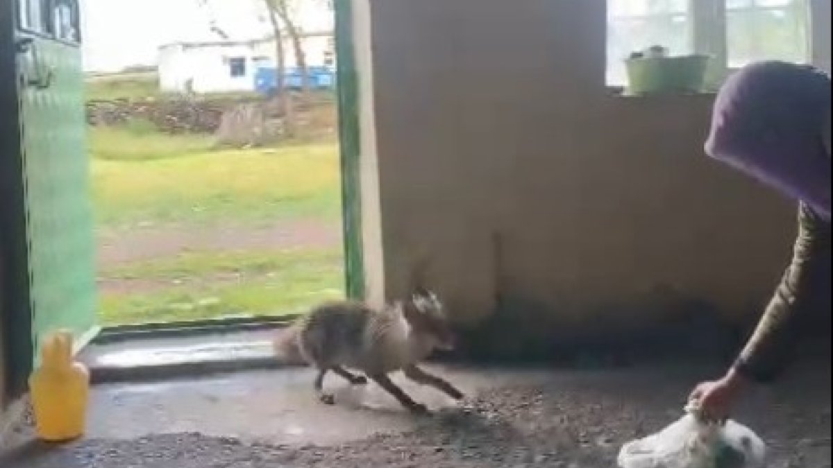 Karslı vatandaş tilkiyi her gün elleriyle besliyor