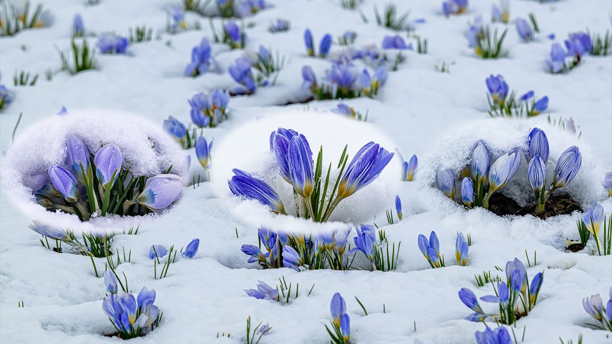 Kars’ta baharın müjdecisi kar çiçeklerini bu kez kar vurdu