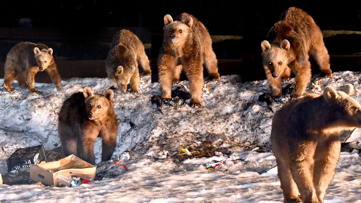 Kars’ta bozayılar kış uykusundan uyandı, Sarıkamış’ta ortaya çıktı