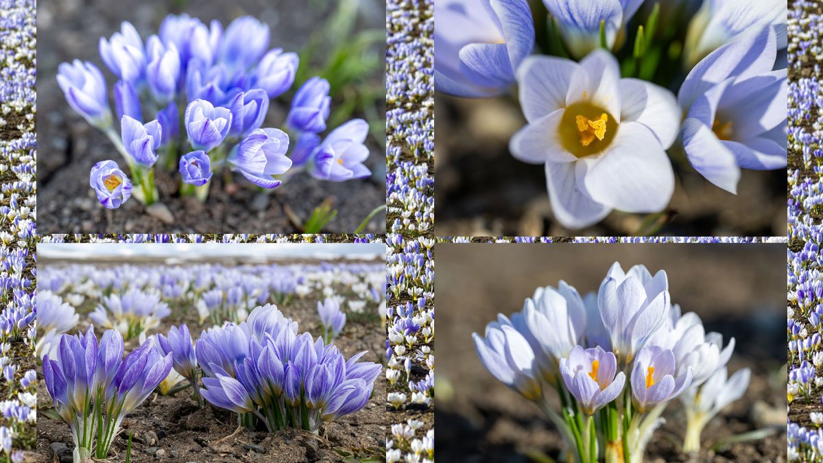 Kars’ta kar çiçekleri açtı, doğa yeniden renklendi