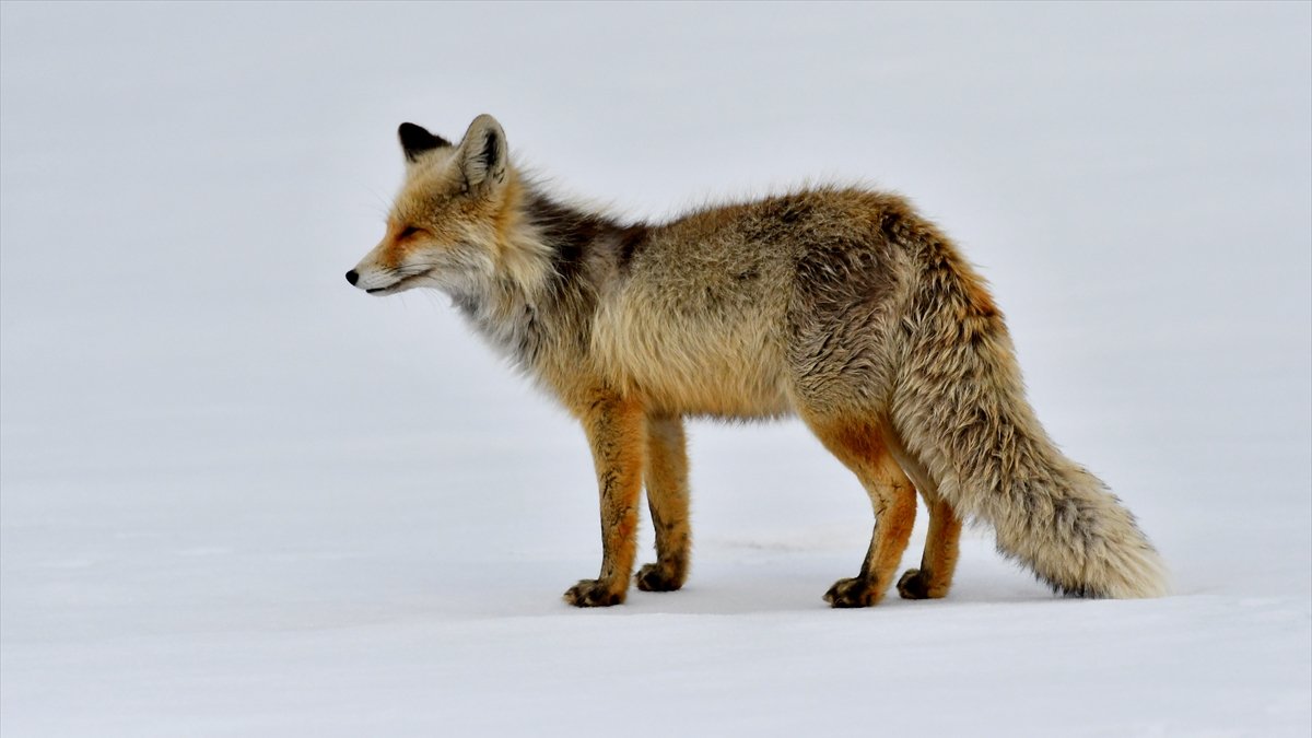 Kars’ta karlı arazide avlanan kurt ve kızıl tilkiler görüntülendi