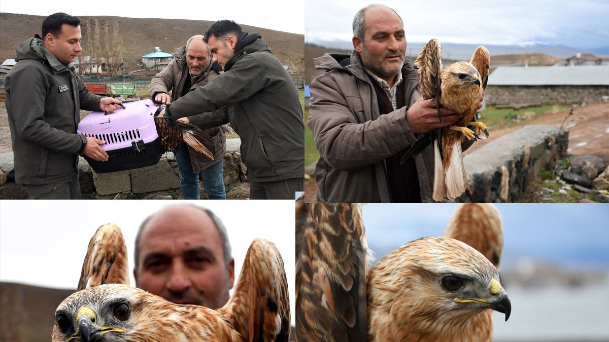 Kars’ta yaralı halde bulunan kızıl şahin için seferberlik