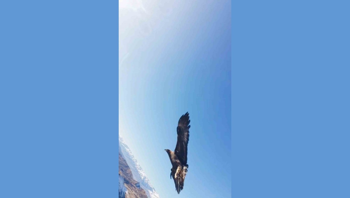 Kartal dronu kaptı, dağın zirvesine bıraktı: O anlar kamerada