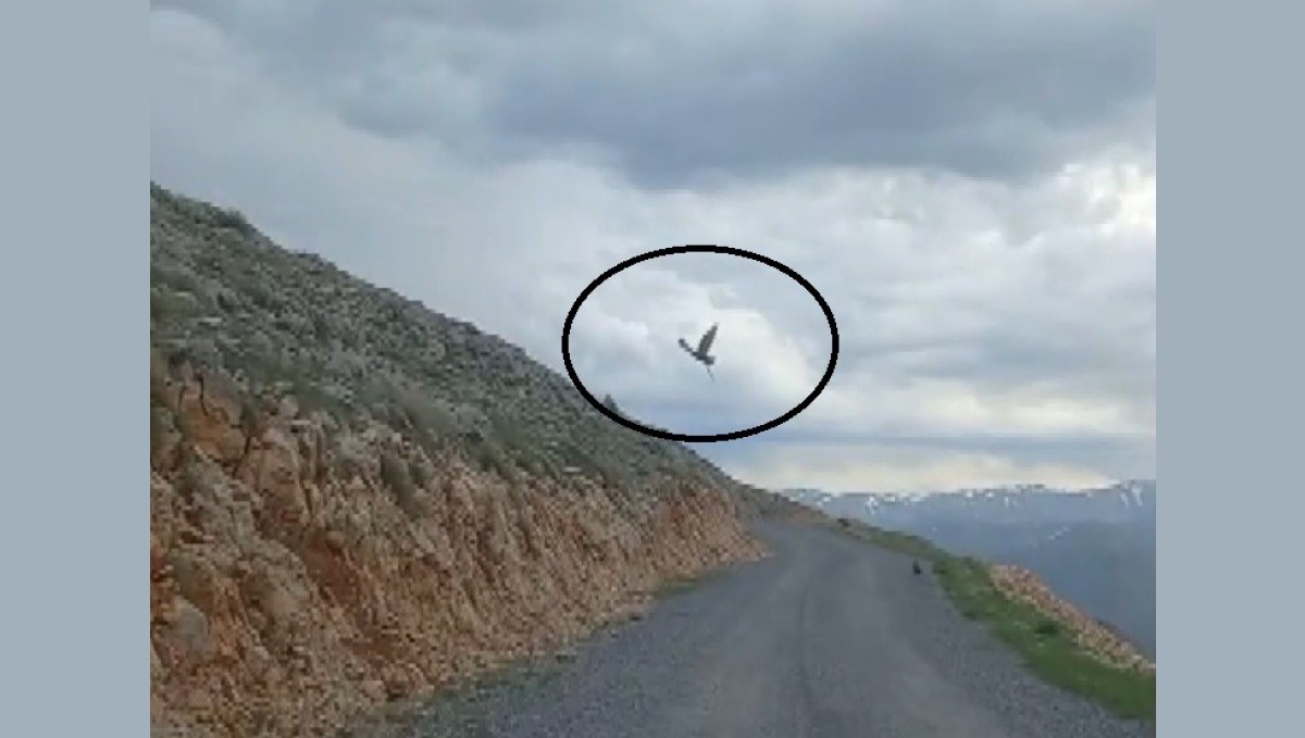 Kartalın yılan avı cep telefonu kamerasına yansıdı