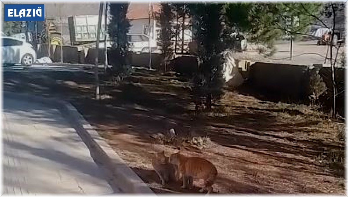 Kavga eden kedileri hem çekti hem de sunucu gibi anlattı: ''Karşısındaki belasını arıyor herhalde''