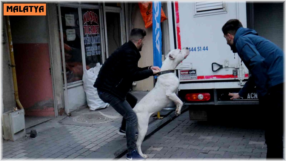 Kavga ettikleri şahsın üzerine pitbull saldılar: 3 yaralı