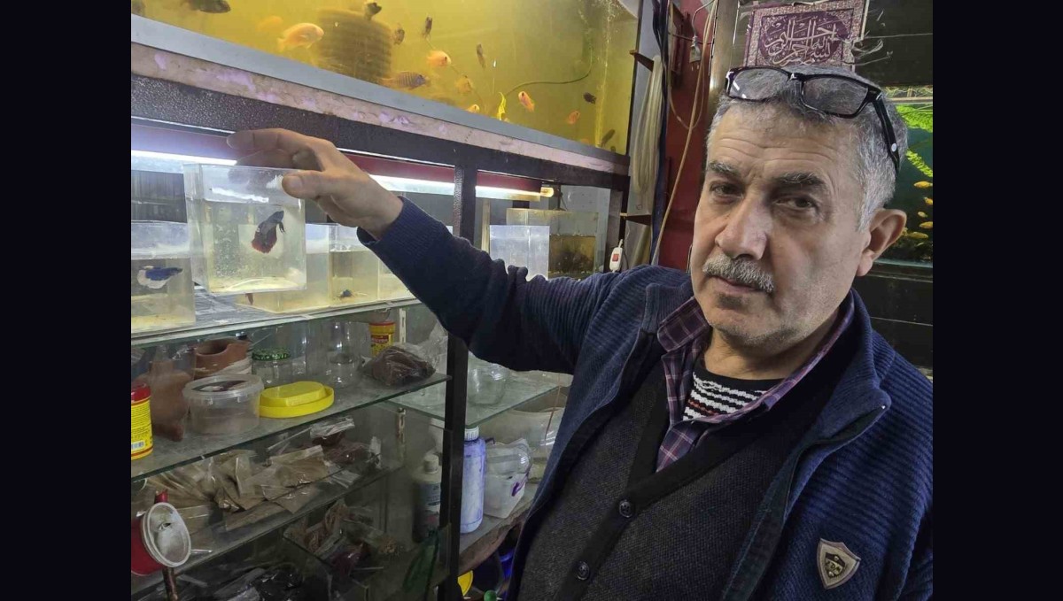Kavgacı balıklar ayrı bölümlerde tutularak satışa sunuluyor