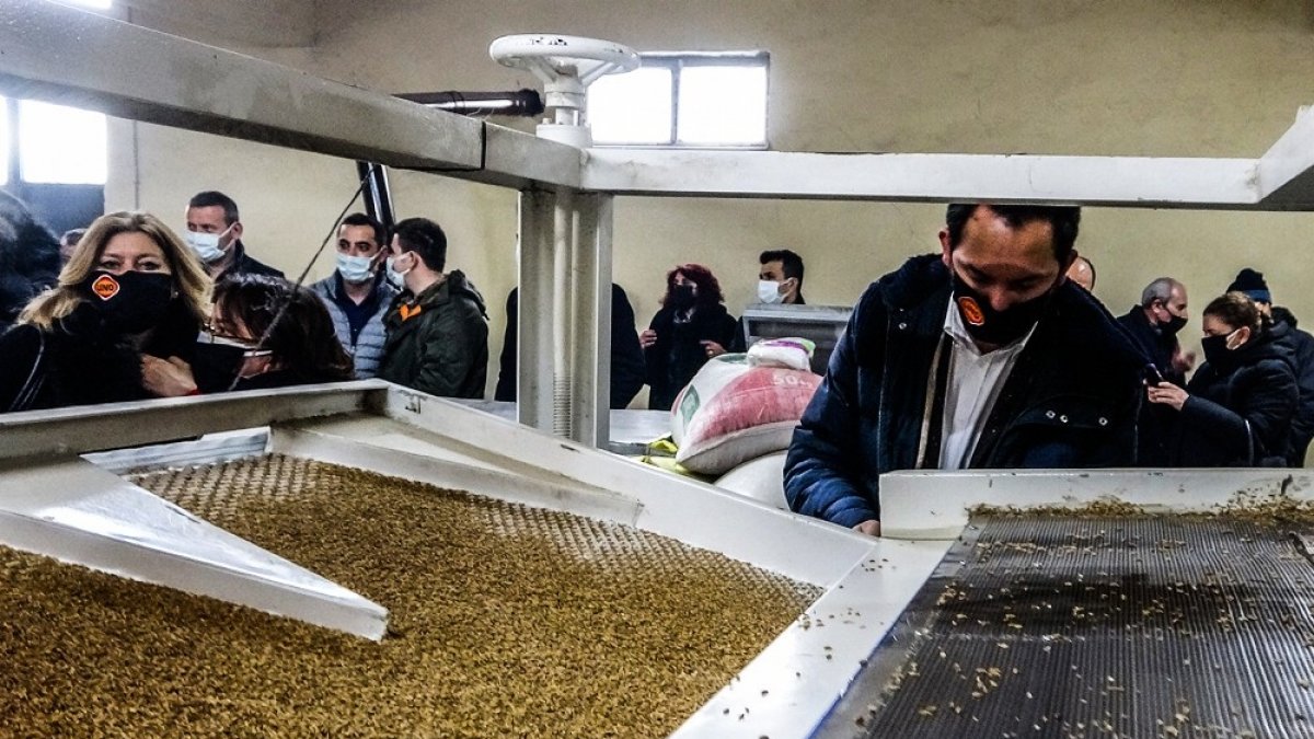 'Kavılca Buğdayı' ülke ekonomisine katma değer katacak