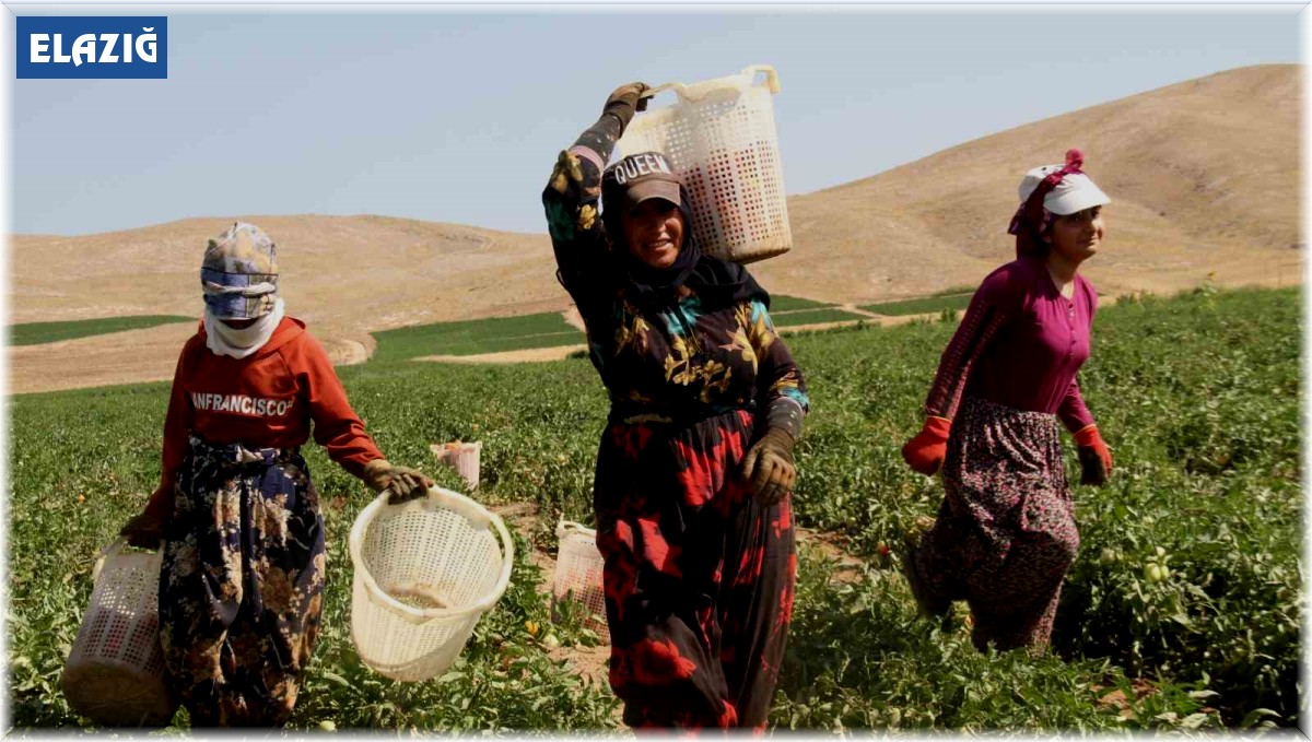 Kavurucu sıcak altında tarlada ekmek mücadelesi