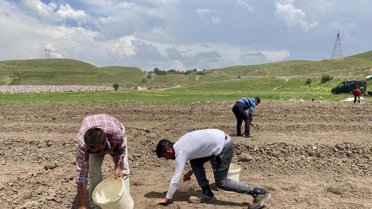 Kavurucu sıcaklara rağmen ekmeği topraktan çıkartıyorlar