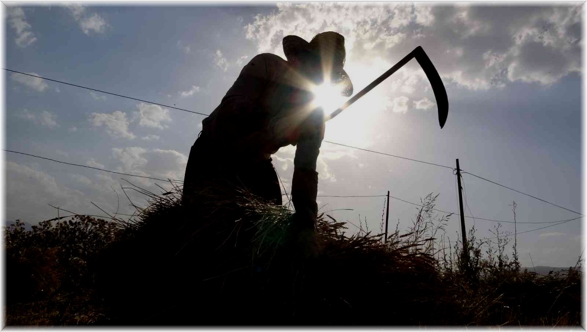 Kavurucu sıcakta buğday hasadı