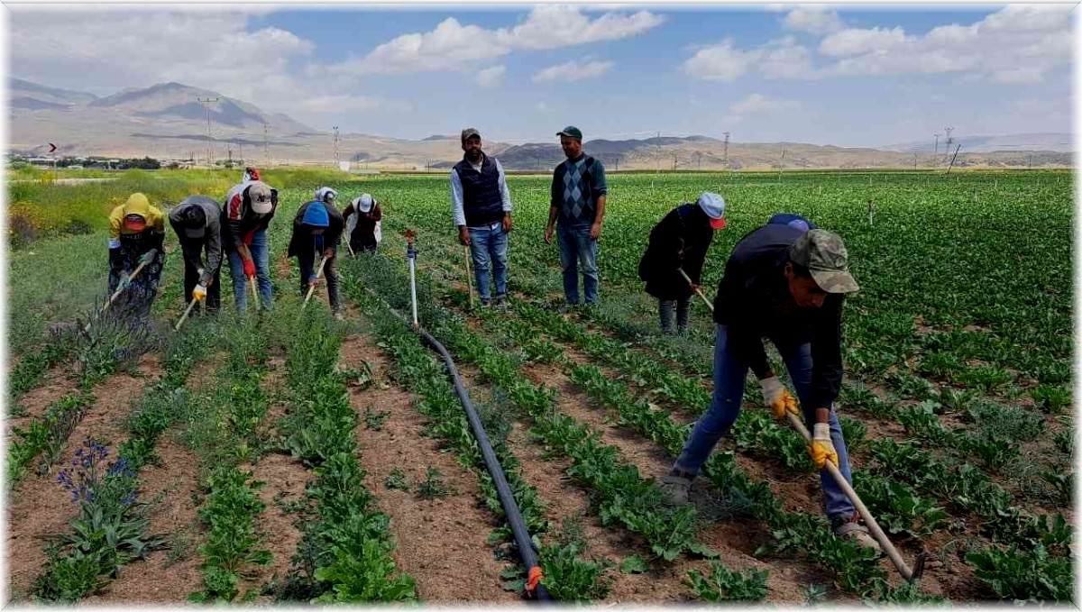 Kavurucu sıcakta ekmek mücadelesi