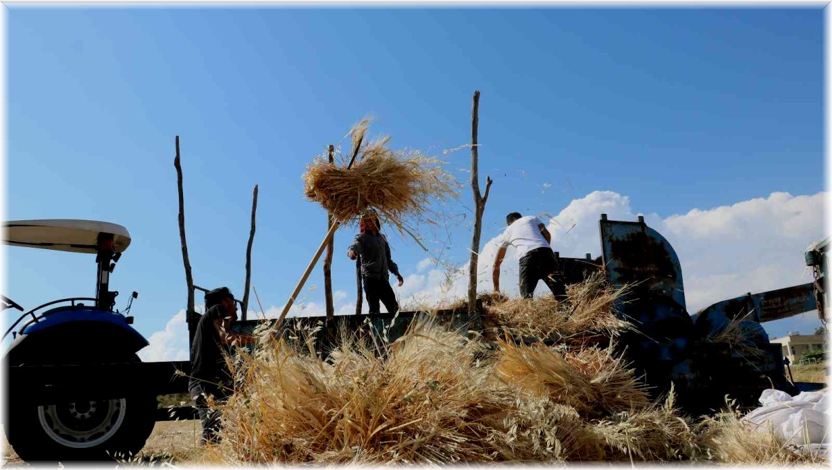 Kavurucu sıcakta kışlık yem mücadelesi
