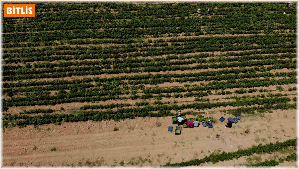 Kavurucu sıcakta tarlada ekmek mücadelesi