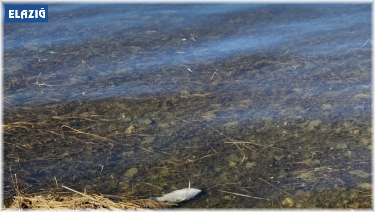 Kaya Karakaya Barajı'nda ölen balıklar kıyıya vurdu