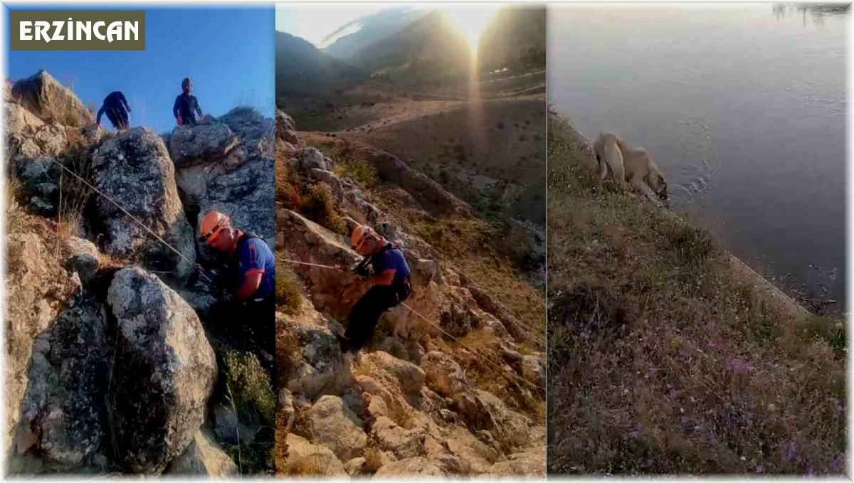 Kayalıklarda 5 gün mahsur kalan köpeği AFAD kurtardı