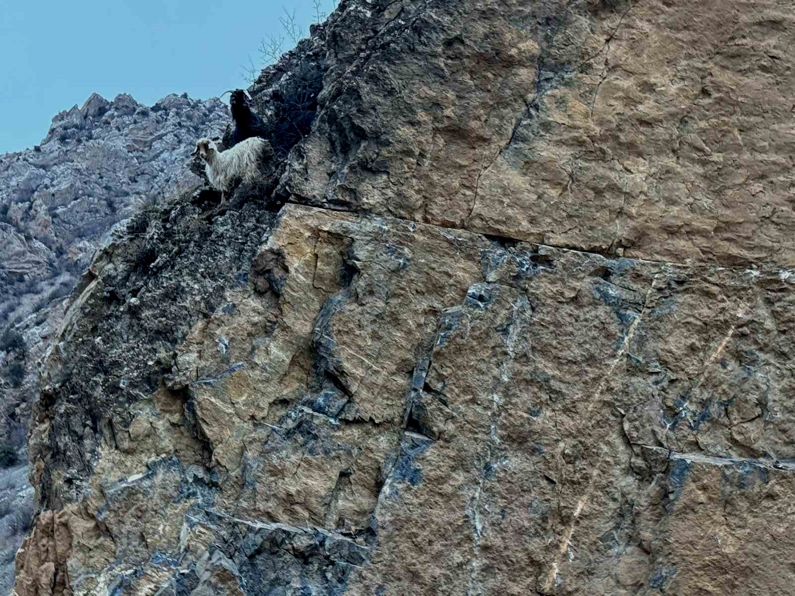 Kayalıklarda mahsur kalan 4 keçiyi itfaiye kurtardı