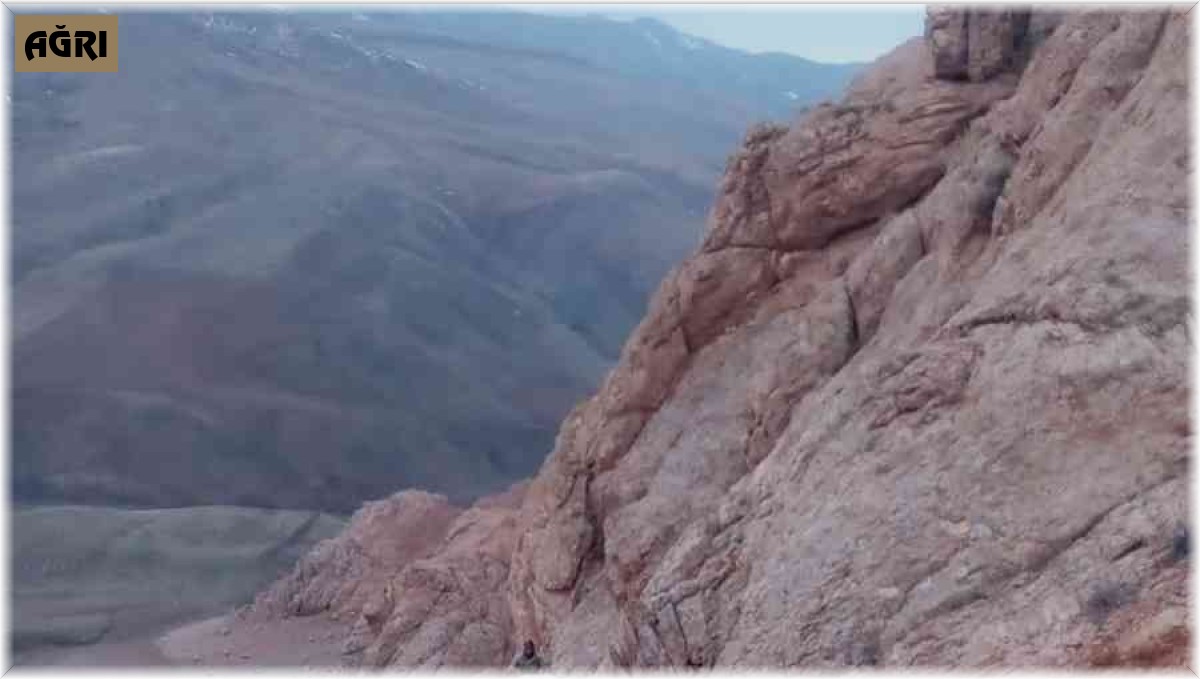 Kayalıklarda mahsur kalan hayvanlar güçlükle kurtarıldı